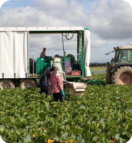 Connings Market Garden Carousel 2