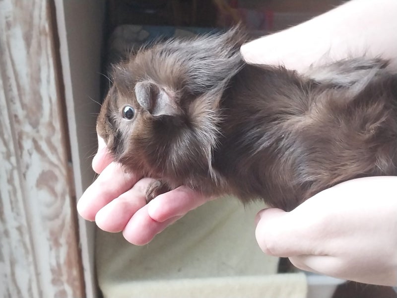 Cute cuddly guinea pigs for sale Carousel 2