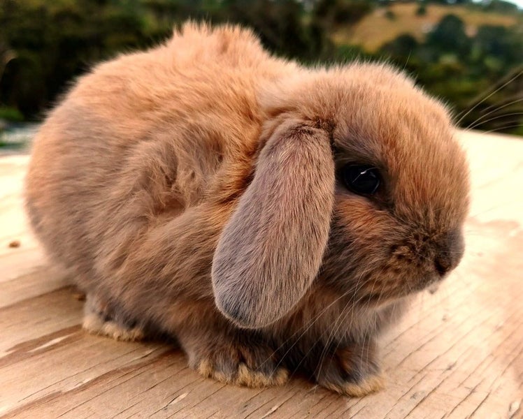 Baby Rabbits - Cute & Attractive Carousel 1