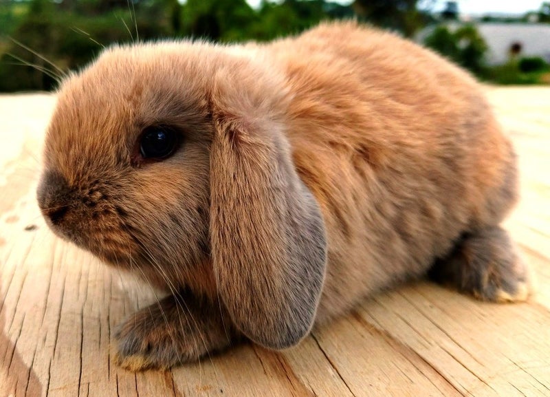 Baby Rabbits - Cute & Attractive Carousel 2