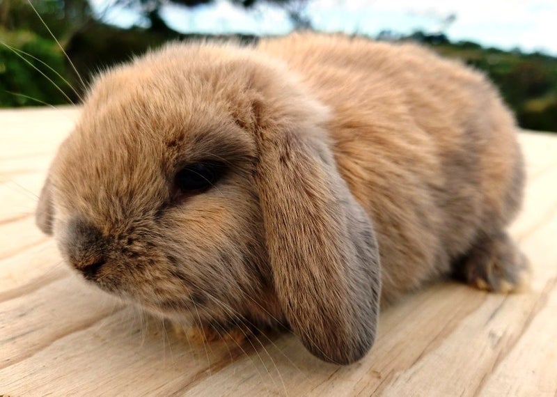 Baby Rabbits - Cute & Attractive Carousel 4