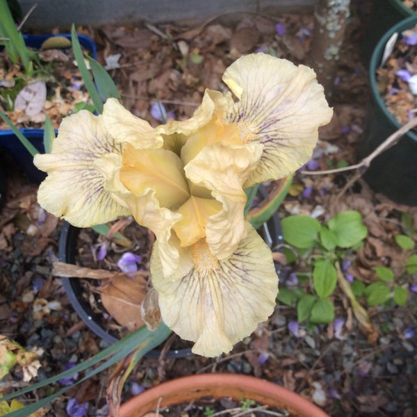 Iris bearded dwf , irwell joy Carousel 2