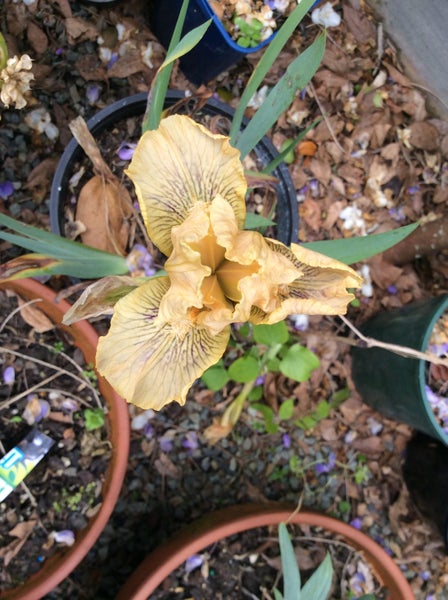 Iris bearded dwf , irwell joy Carousel 1