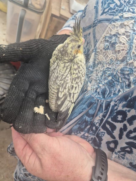 Cockatiels ready for homes and handrearing Carousel 1