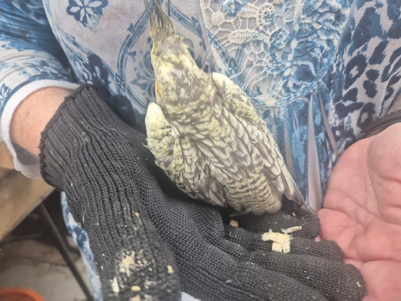 Cockatiels ready for homes and handrearing Carousel 2