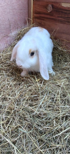 Minilop kits Carousel 2