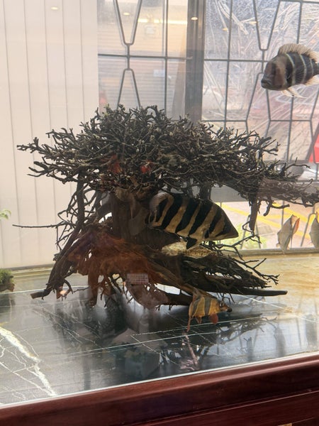 Large Aquarium Driftwood – Bonsai Tree Style Carousel 1