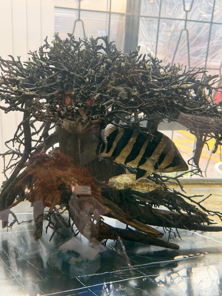 Large Aquarium Driftwood – Bonsai Tree Style Carousel 3