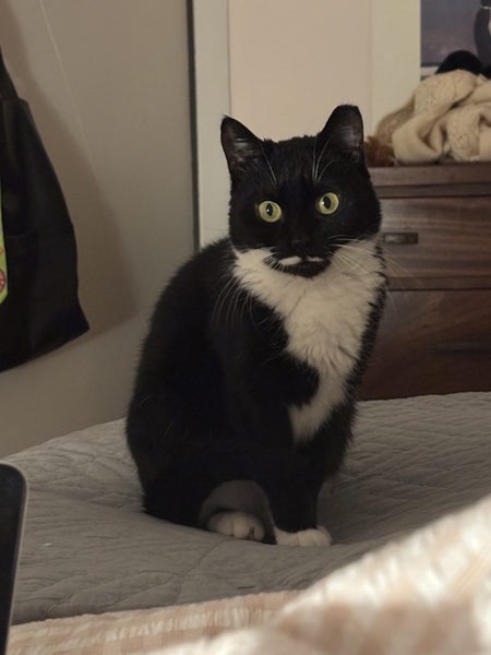 Samantha - a special little girl Carousel 2