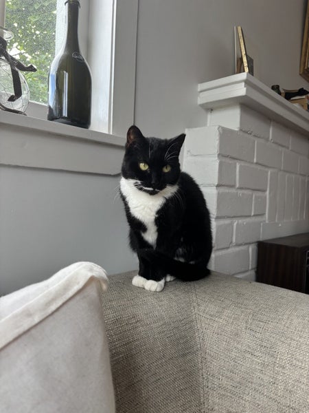 Samantha - a special little girl Carousel 8