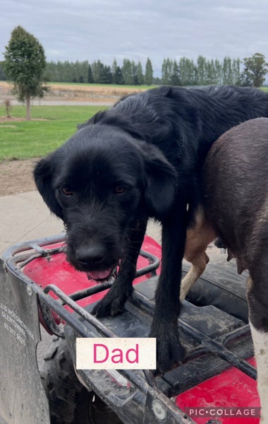 Springador Puppies Carousel 5