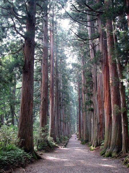 Japanese Cedar - 27,000 SEEDS - Cryptomeria japonica Carousel 1