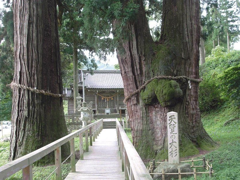 Japanese Cedar - 27,000 SEEDS - Cryptomeria japonica Carousel 2