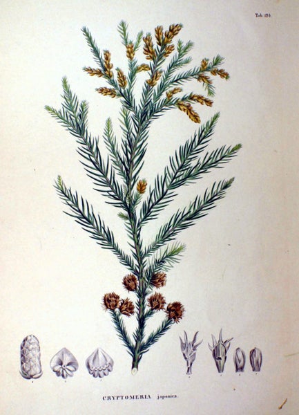 Japanese Cedar - 27,000 SEEDS - Cryptomeria japonica Carousel 5