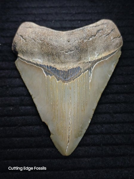 Megalodon Fossil Shark Tooth - 107mm / 4.2" Carousel 1