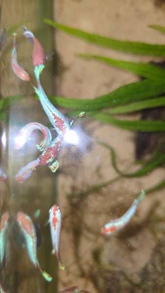 LAST RE-LIST- 15x Juvenile Red Dragon X Red Plakat Bettas (Males & Females) Carousel 1