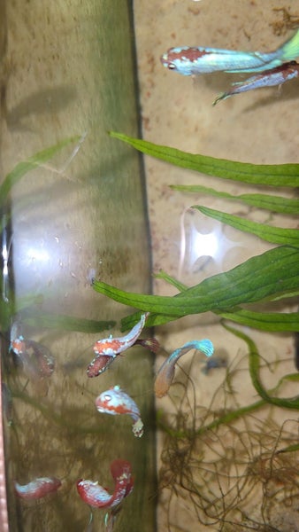 LAST RE-LIST- 15x Juvenile Red Dragon X Red Plakat Bettas (Males & Females) Carousel 2
