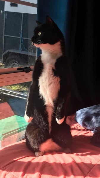 Lost Cat Black & White Female - Kumeu - Matua Rd Carousel 4