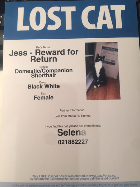Lost Cat Black & White Female - Kumeu - Matua Rd Carousel 1