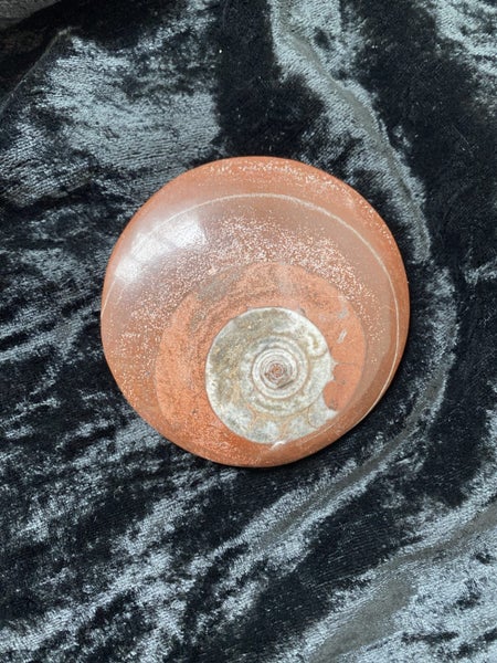 Fossil ammonite in rock Carousel 1