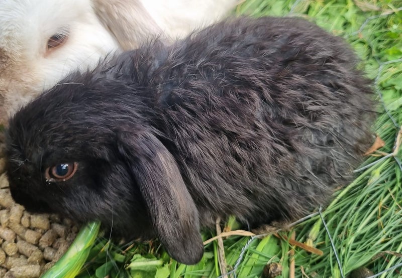 Minilop bunnies Carousel 5