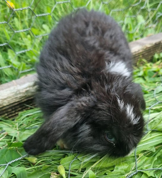 Minilop bunnies Carousel 1