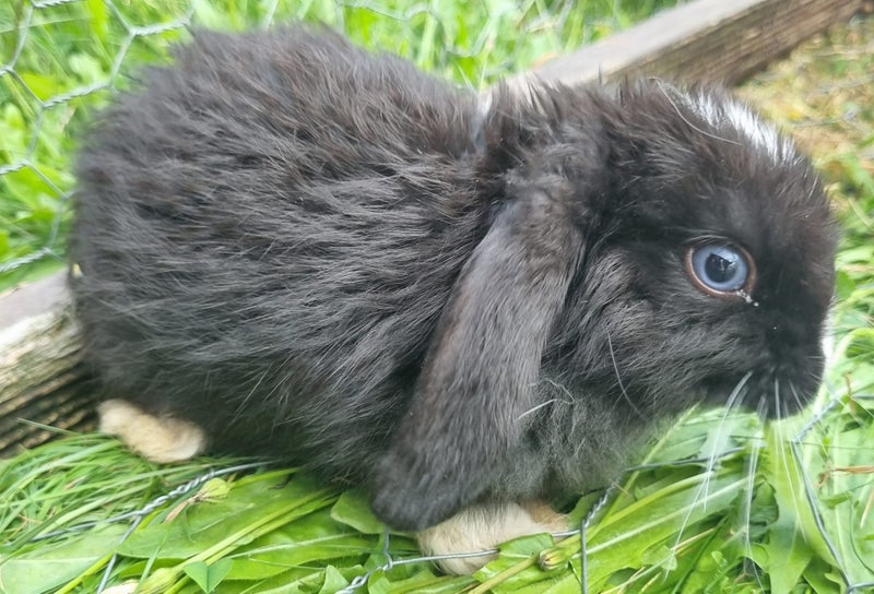 Minilop bunnies Carousel 2