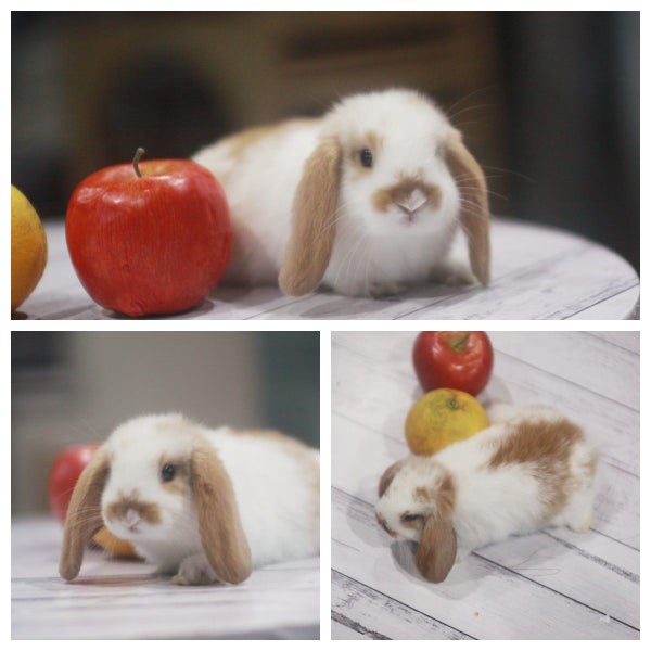 very cute Pure Bred mini Lops Carousel 2
