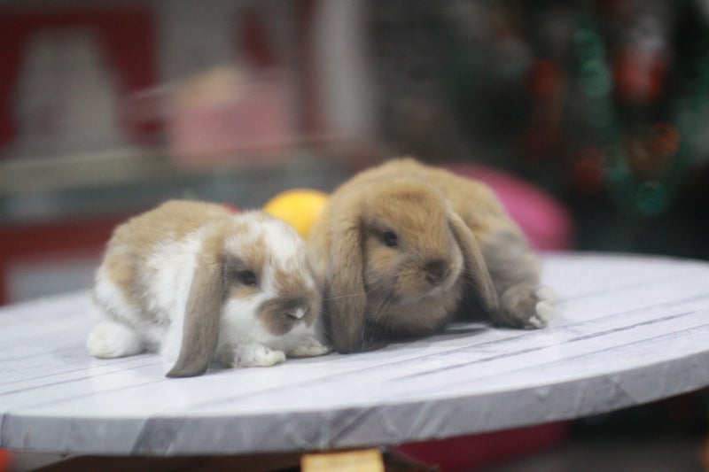 very cute Pure Bred mini Lops Carousel 18