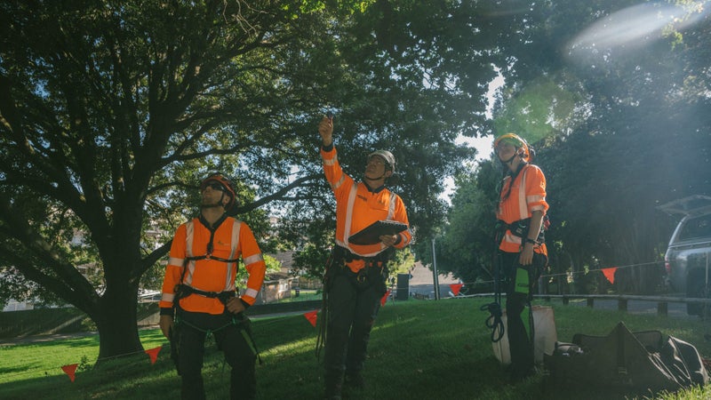 Treescape Carousel 2