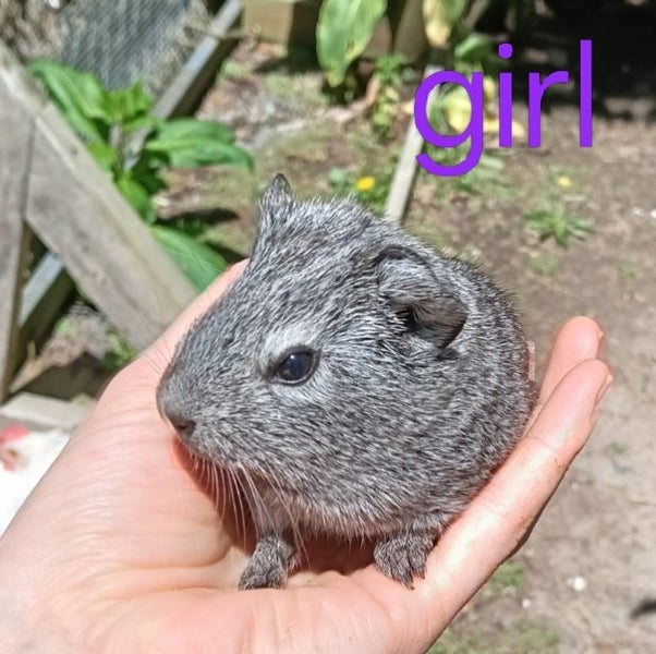 Baby Guinea Pigs Carousel 10