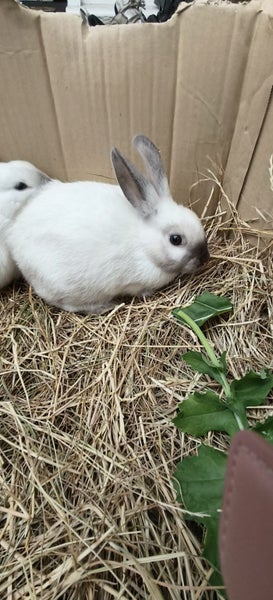 Minirex x Carousel 7