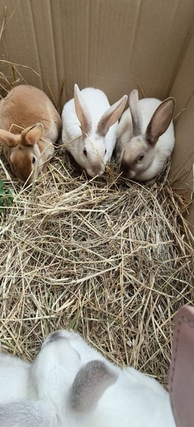 Minirex x Carousel 1