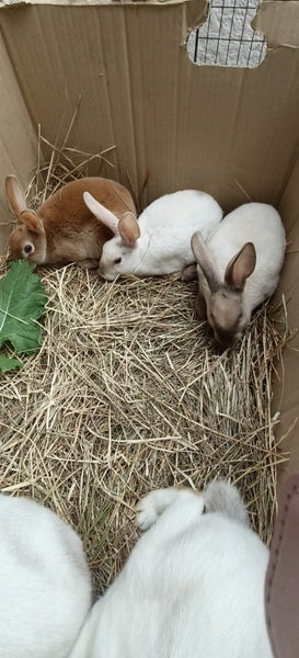 Minirex x Carousel 2