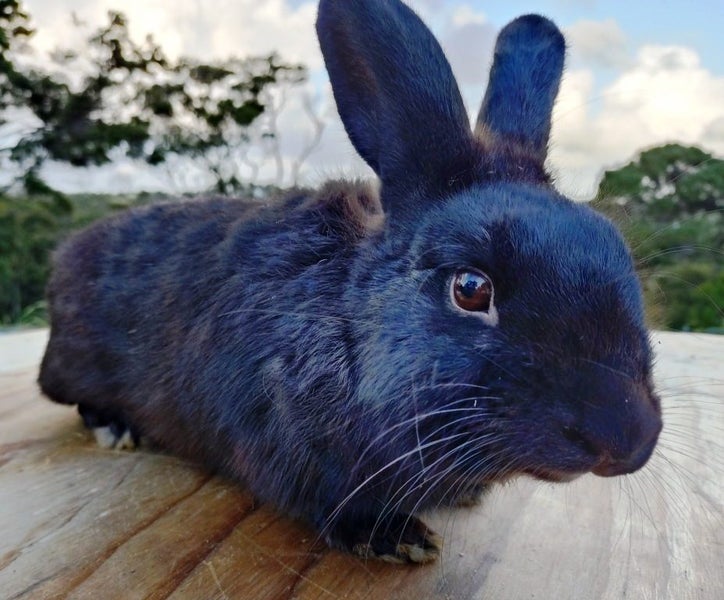 Rabbit - Attractive and Healthy Carousel 1