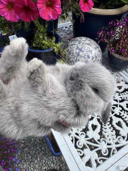 Mini Lop Rabbits Carousel 2