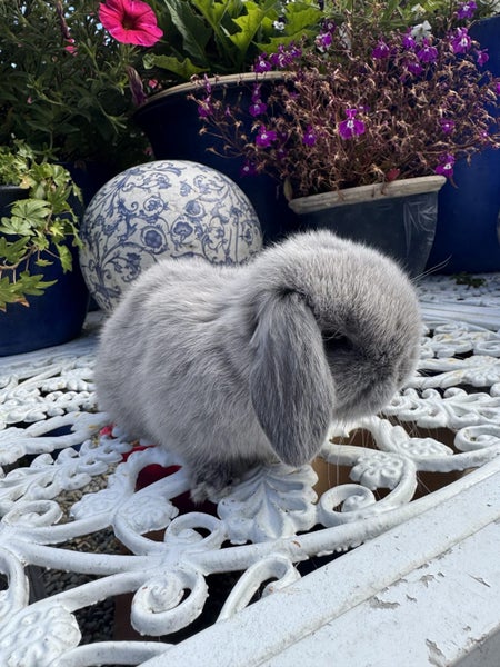 Mini Lop Rabbits Carousel 1