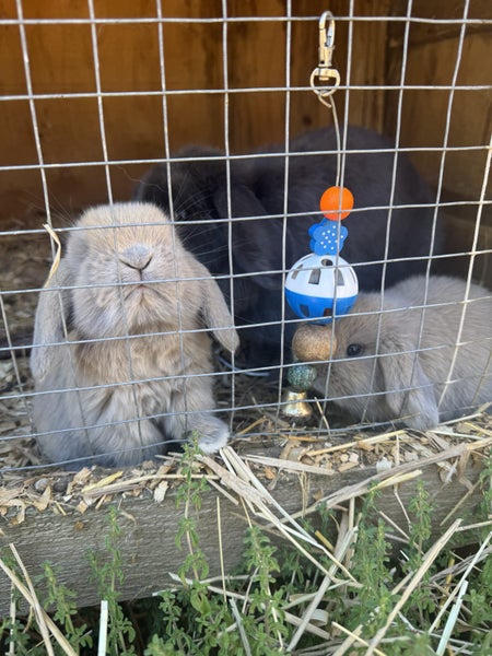 Mini Lop Rabbits Carousel 9