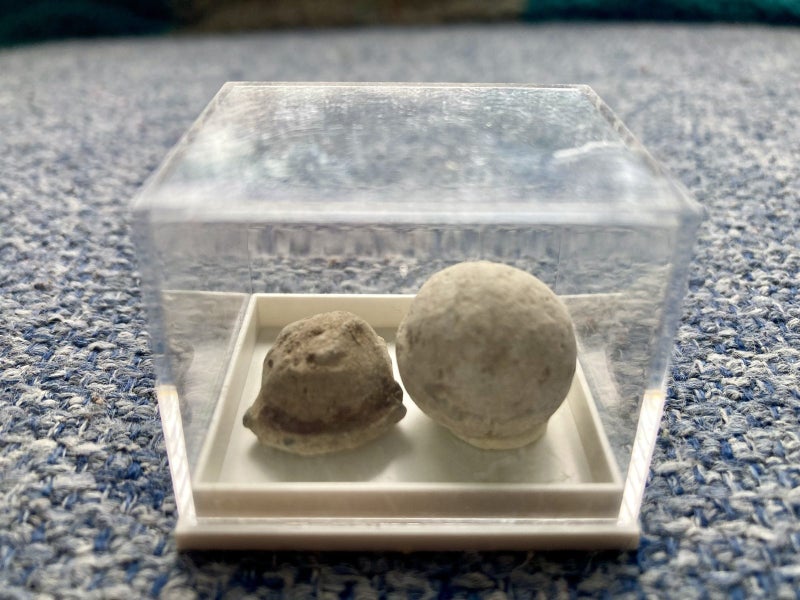 Pair of genuine musket balls, dating 1818-1853. North Island Find! Carousel 3