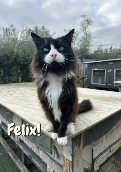 Felix is seeking a permanent foster to call home. Carousel 1