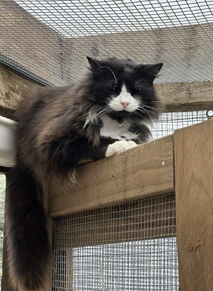 Felix is seeking a permanent foster to call home. Carousel 2