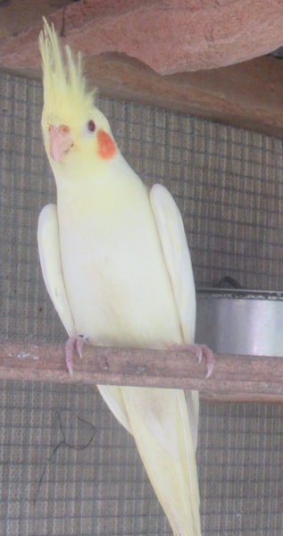 MISSING - LUTINO COCKATIEL Carousel 1