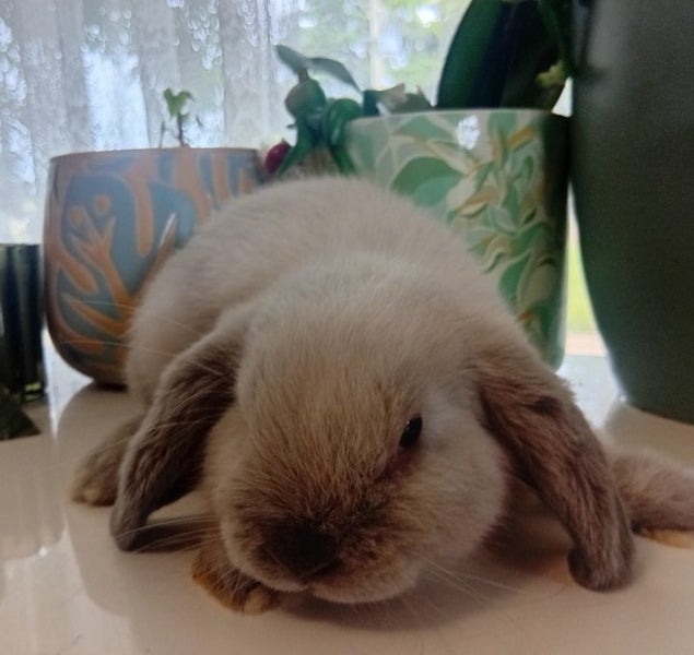 Purebred Minilop Babies Carousel 1