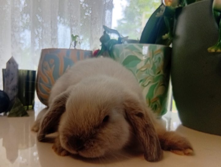 Purebred Minilop Babies Carousel 2