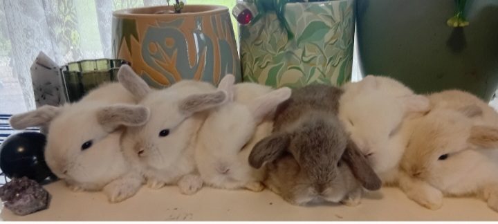 Purebred Minilop Babies Carousel 10