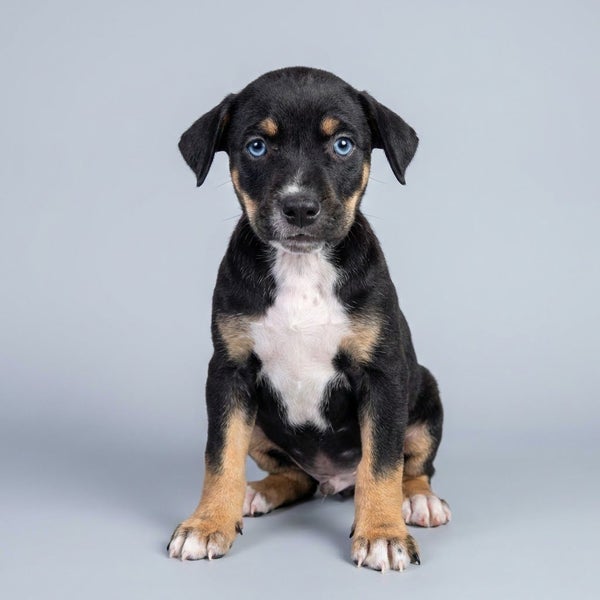 10x GREMLINS Carousel 1