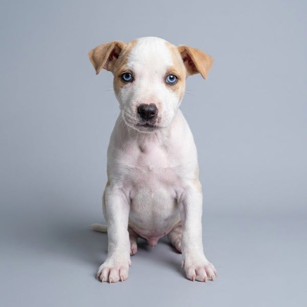 10x GREMLINS Carousel 2