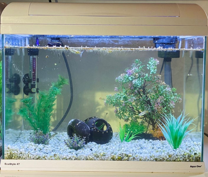 Complete 38L White EcoStyle 47 Fish tank setup- with fish! Carousel 1