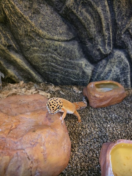 Leopard Gecko with full set up Carousel 7