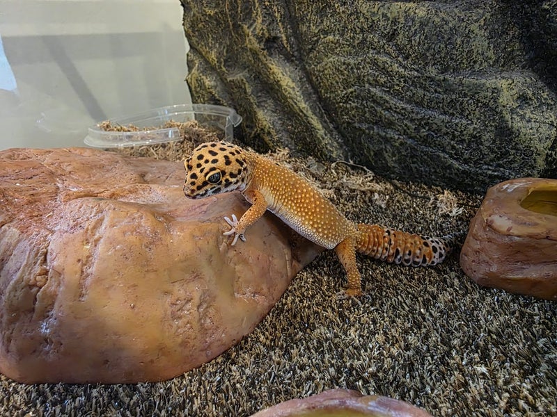 Leopard Gecko with full set up Carousel 1